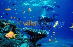 Dalış Sporları ve Villa Tatili